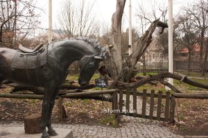 Чи оживе запорізький 700-річний дуб: прогноз еколога